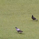 Illustration for article titled Cocky Pigeons Think They Can Just Walk On The Field During Rays Game